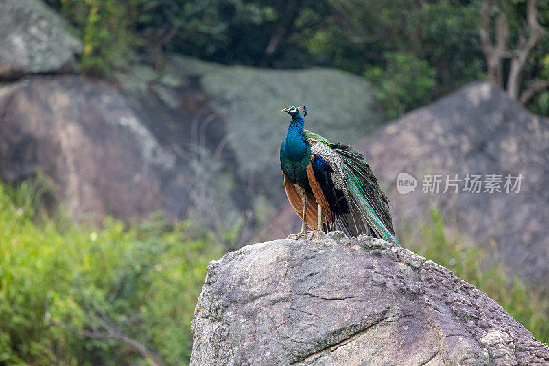 雄性孔雀，Pavo cristatus，下雨天坐在岩石上